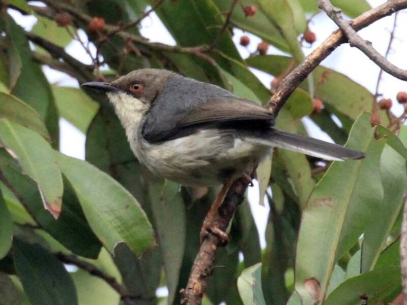 Apalis Gris, Fotos 3