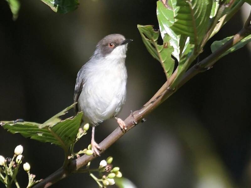 Apalis Gris, Fotos 4