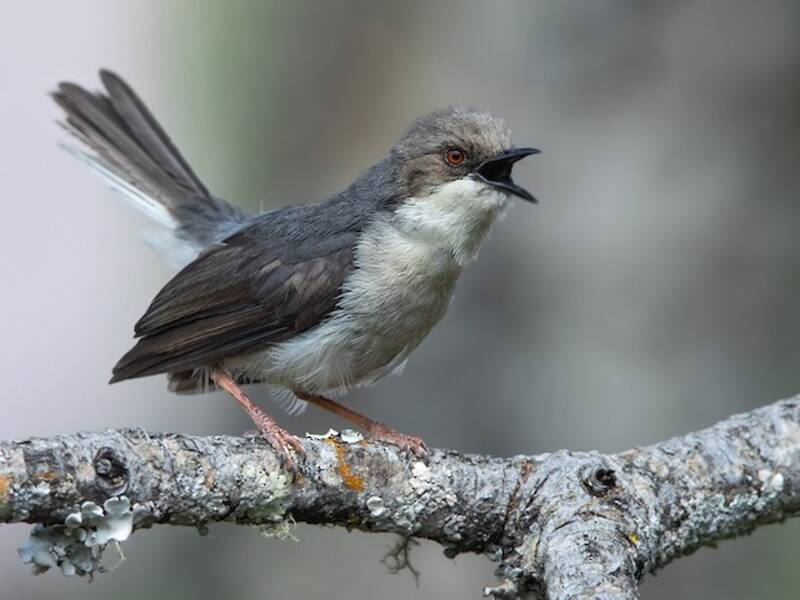 Grauapalis