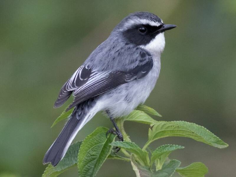 Tarabilla Gris, Fotos 3