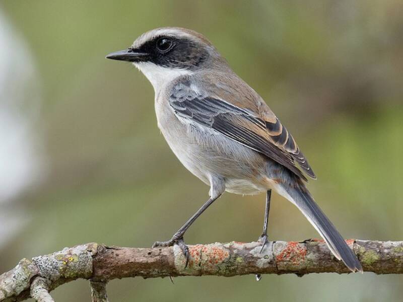 Gray Bushchat