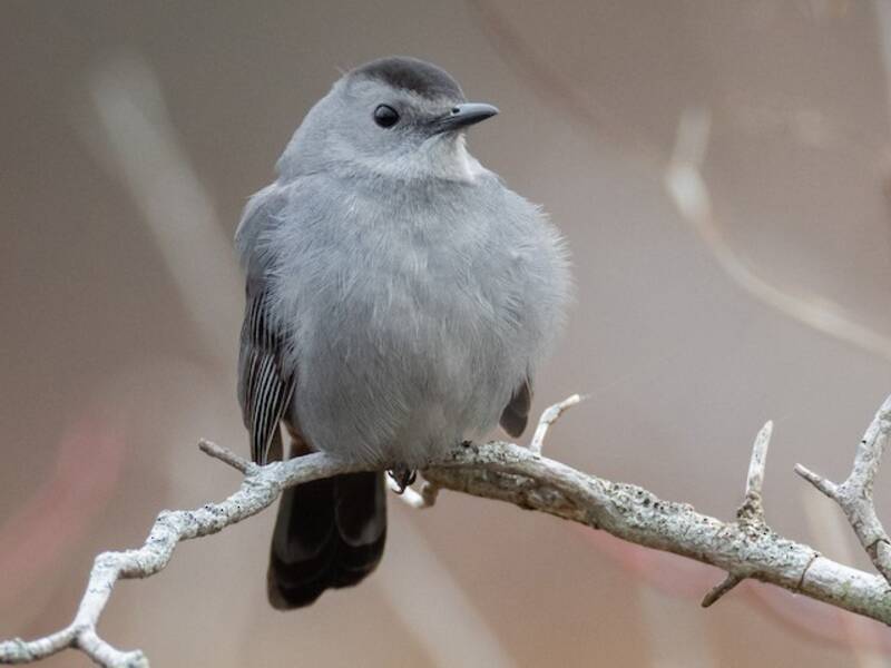 Gray Catbird, Photos 4