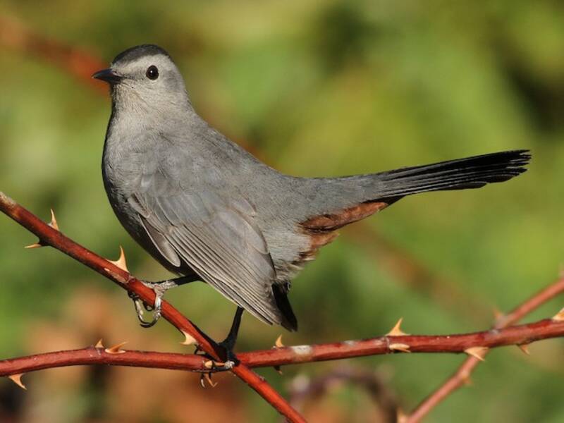 Gray Catbird, Photos 2
