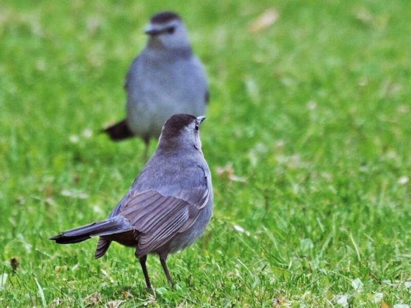Gray Catbird (Dumetella carolinensis)