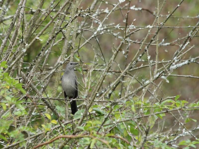 Gray Catbird, Photos 3