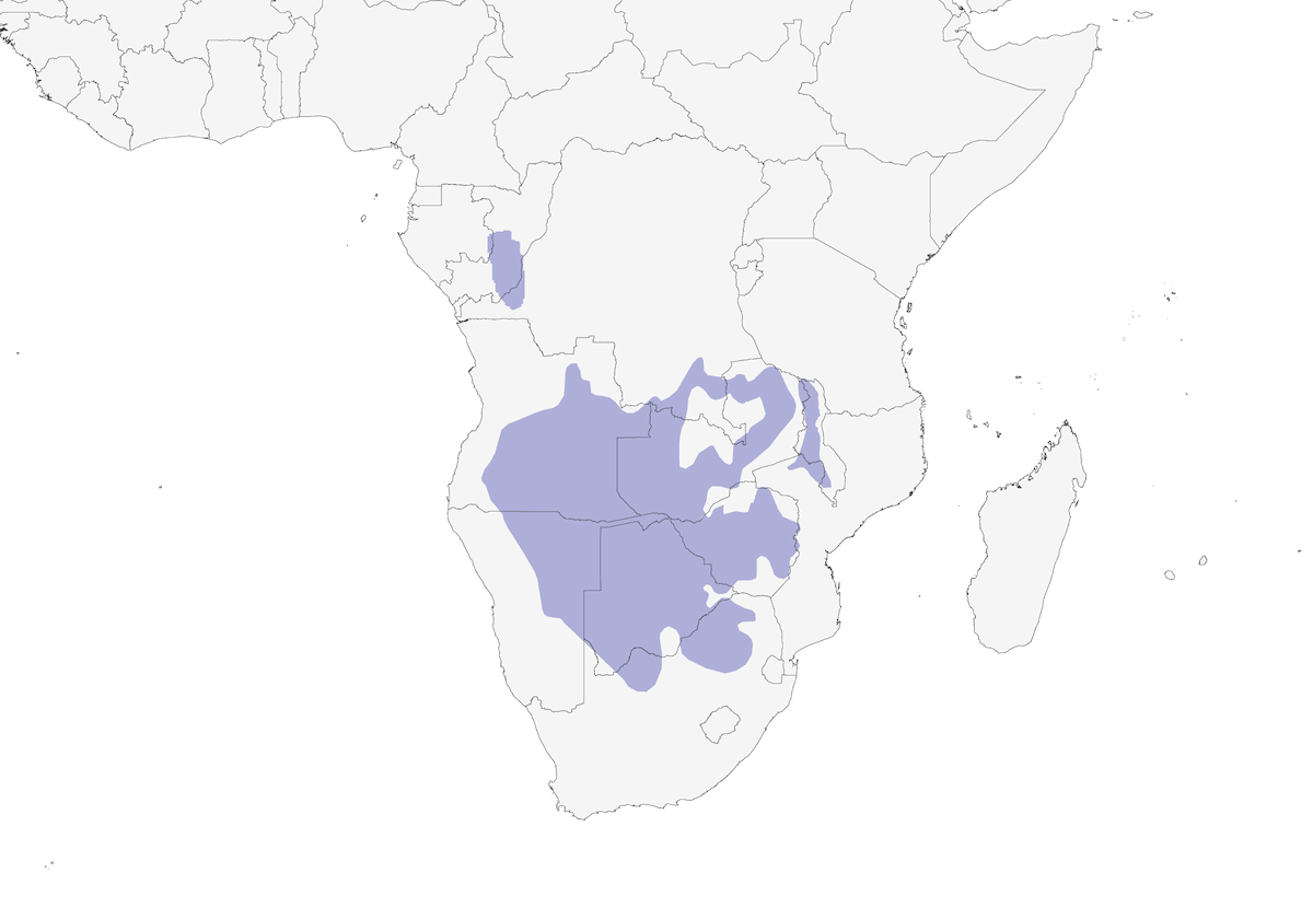 Cistícola Campanillera, Distribución 1