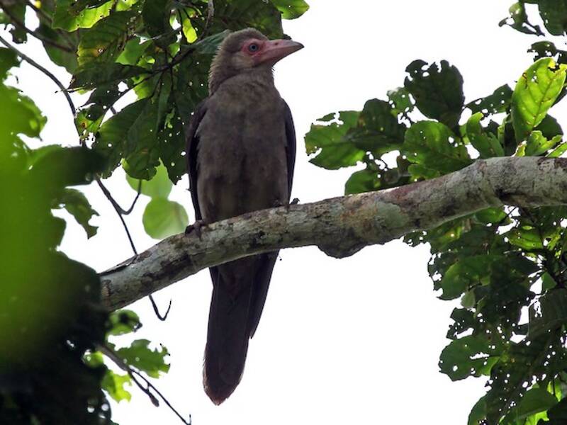 Gray Crow, Photos 2