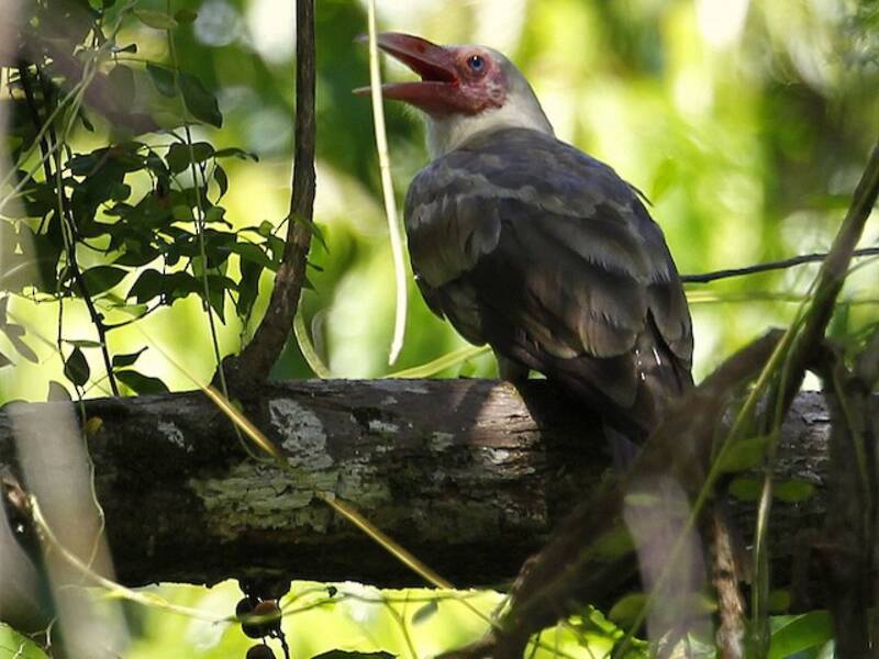 Gray Crow, Photos 3