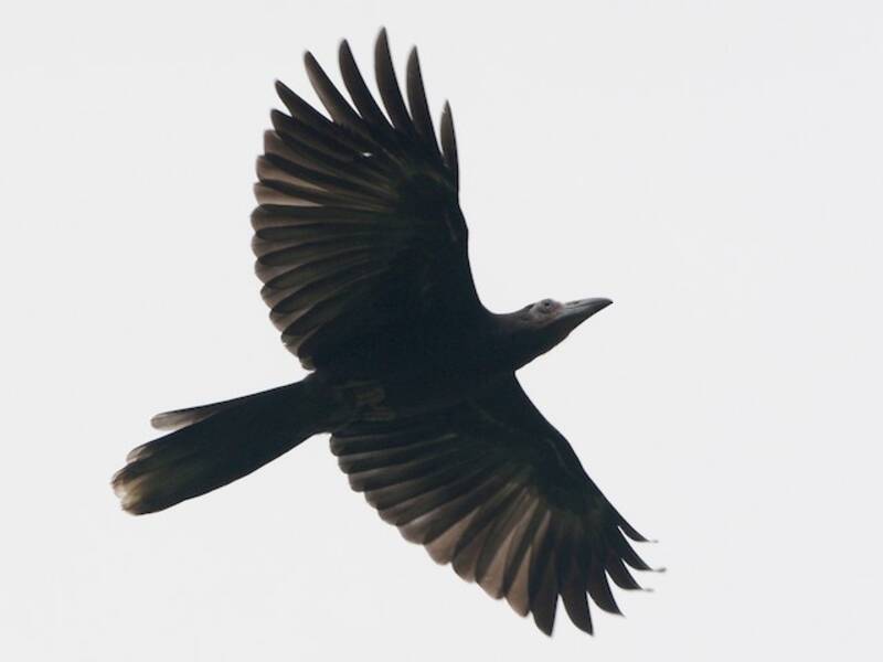 Gray Crow, Photos 4