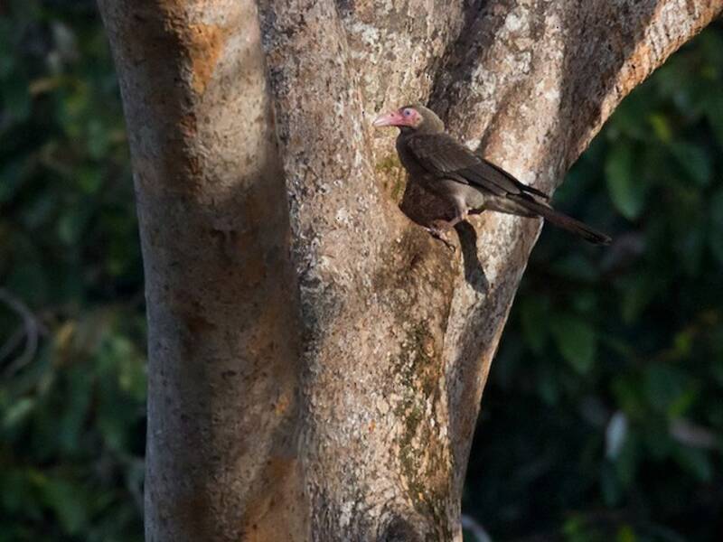 Gray Crow