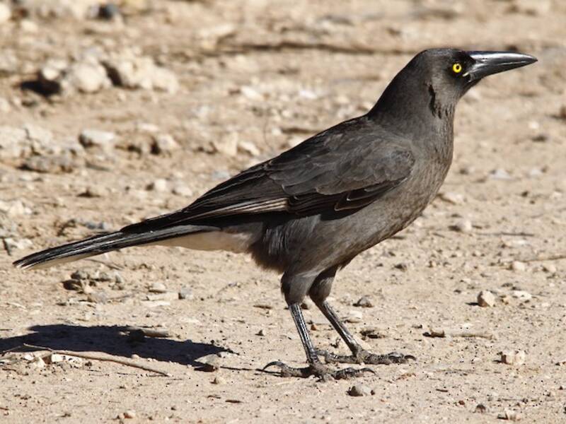 Currawong grigio, Foto 3