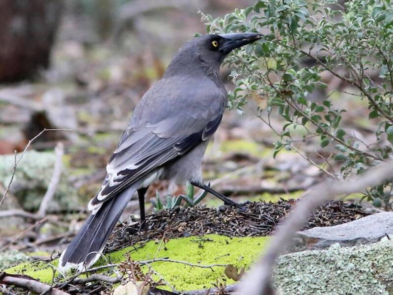 Currawong grigio, Foto 4