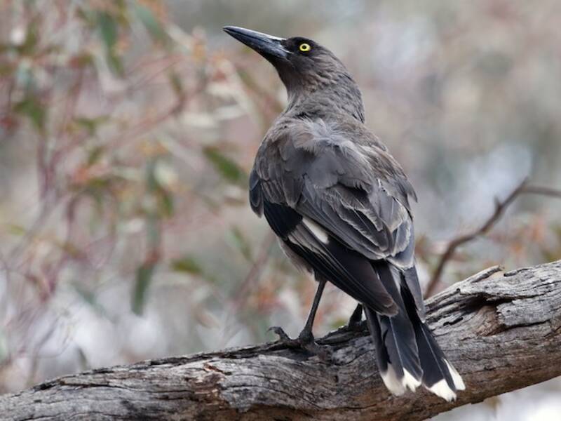 Currawong grigio, Foto 2