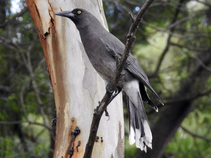 Gray Currawong (Strepera versicolor)