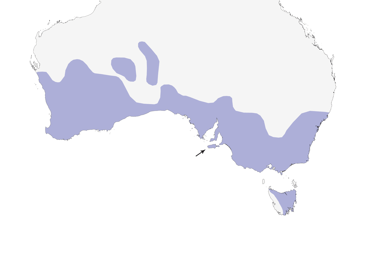 Currawong grigio, Distribuzione 1