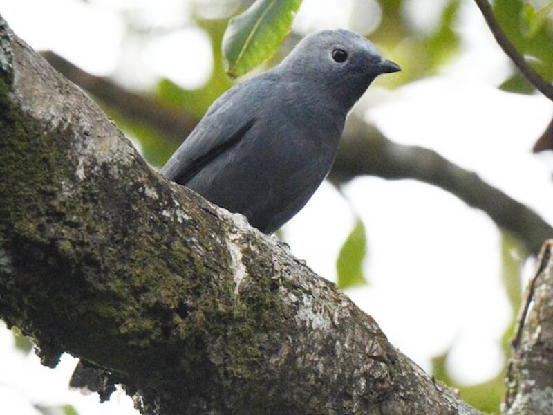 Gray Cuckooshrike, 照片 3