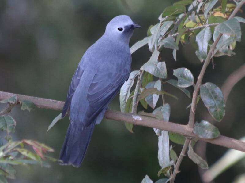 Oruguero Gris