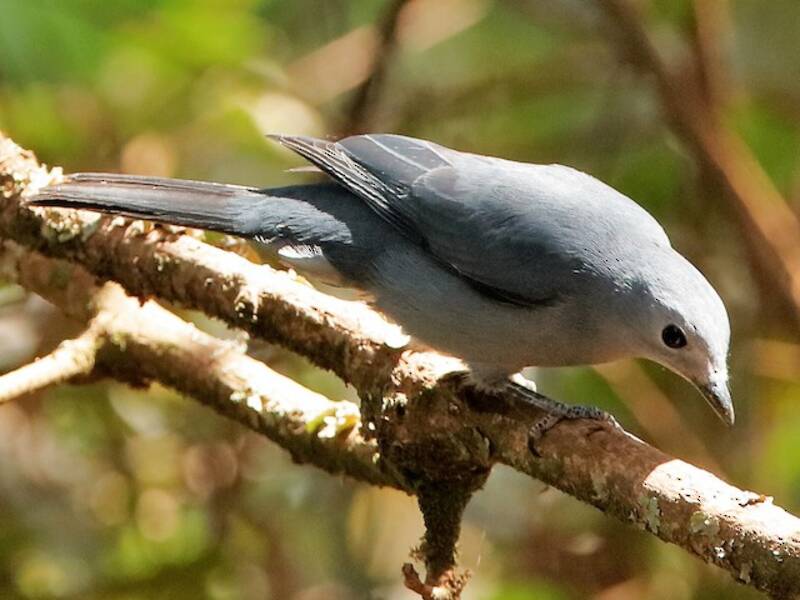 Gray Cuckooshrike, 照片 2