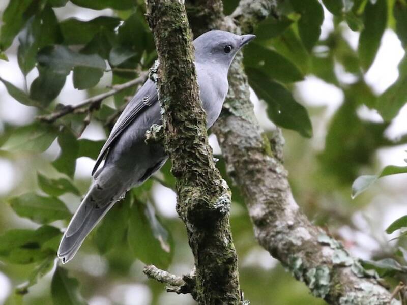 Gray Cuckooshrike, 照片 4