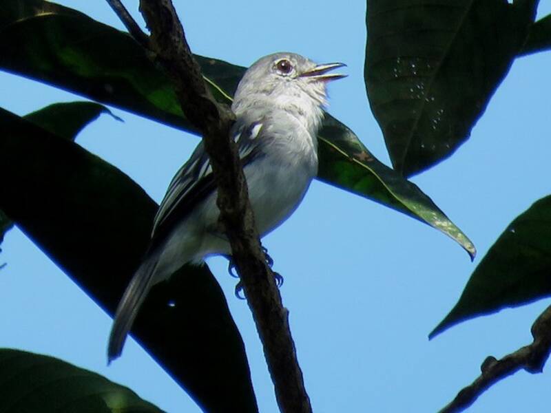 Chocó-Elaenie, Fotos 3