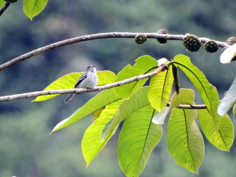Chocó-Elaenie, Fotos 2