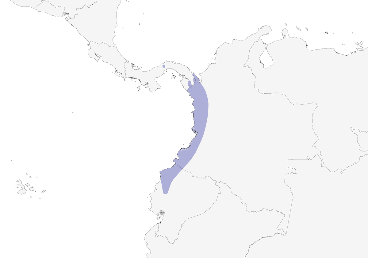 Chocó-Elaenie, Verbreitung 1