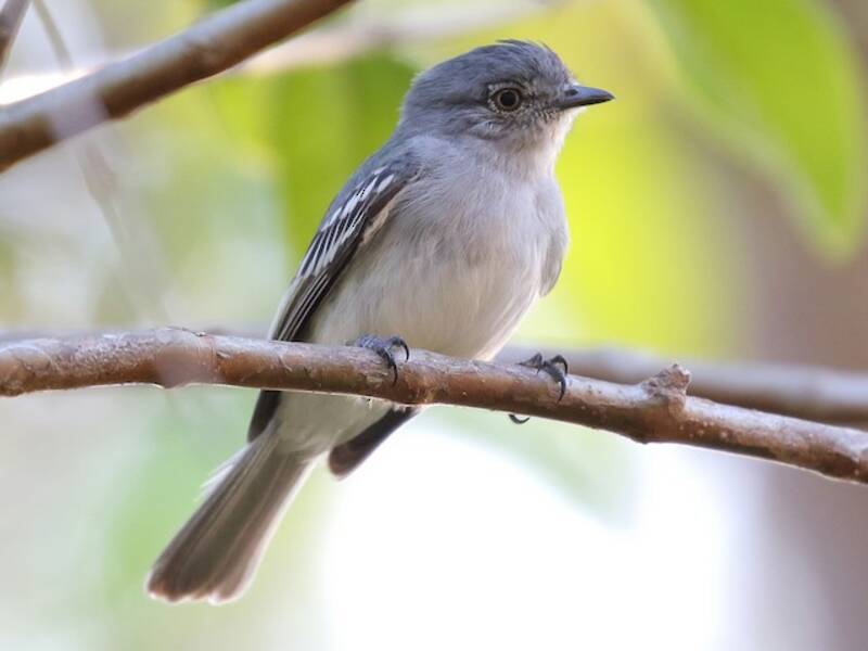 Elenia testagrigia, Foto 4