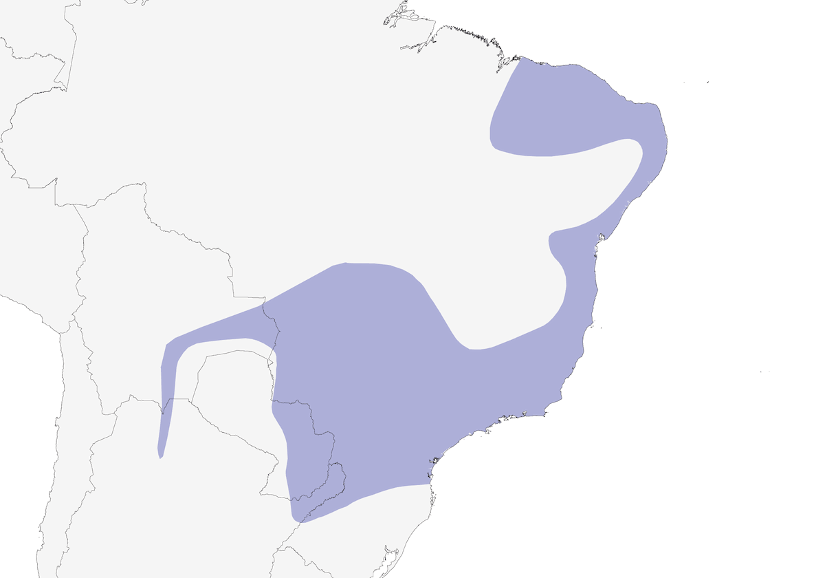 Elenia testagrigia, Distribuzione 1