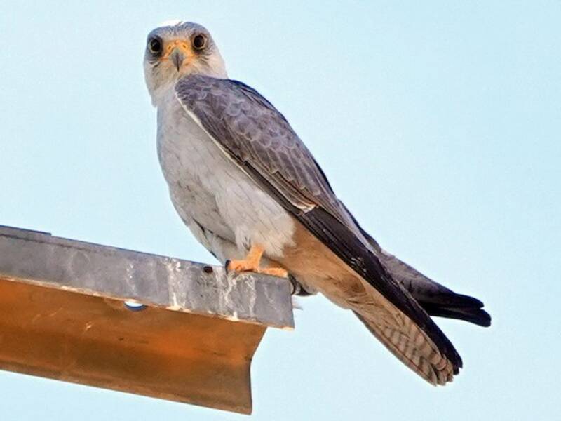 Halcón Gris, Fotos 4