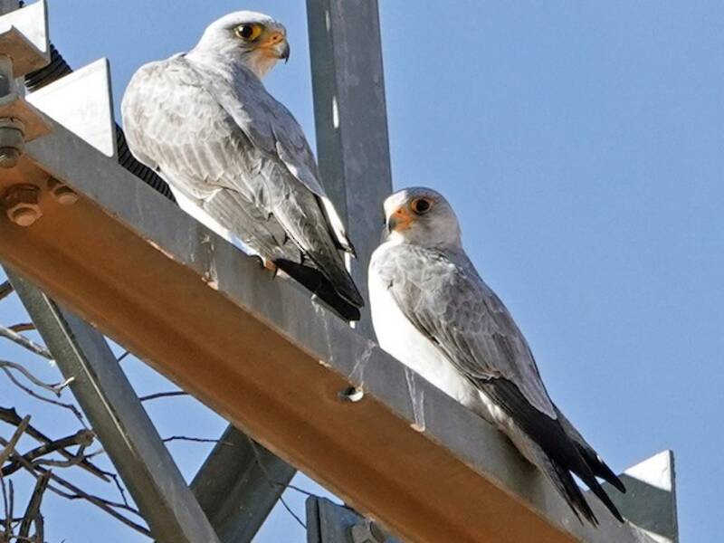 Halcón Gris, Fotos 3
