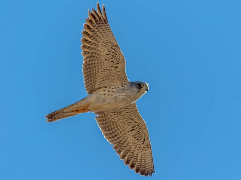 Gray Falcon (Falco hypoleucos)