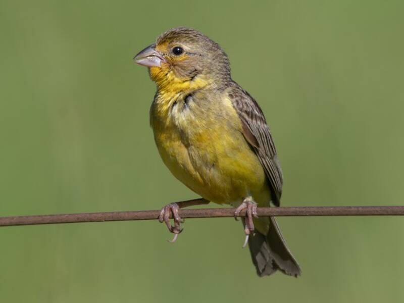 Grassland Yellow-Finch