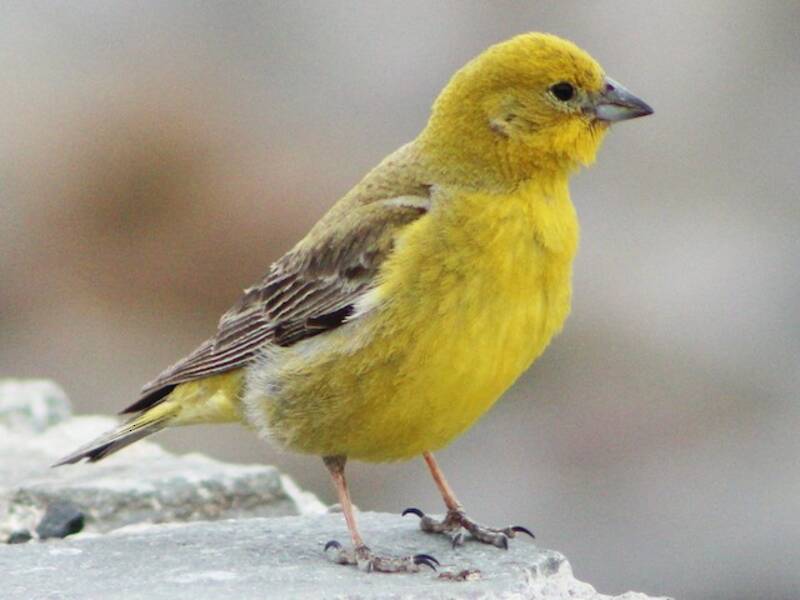 Fringuello giallo maggiore, Foto 4