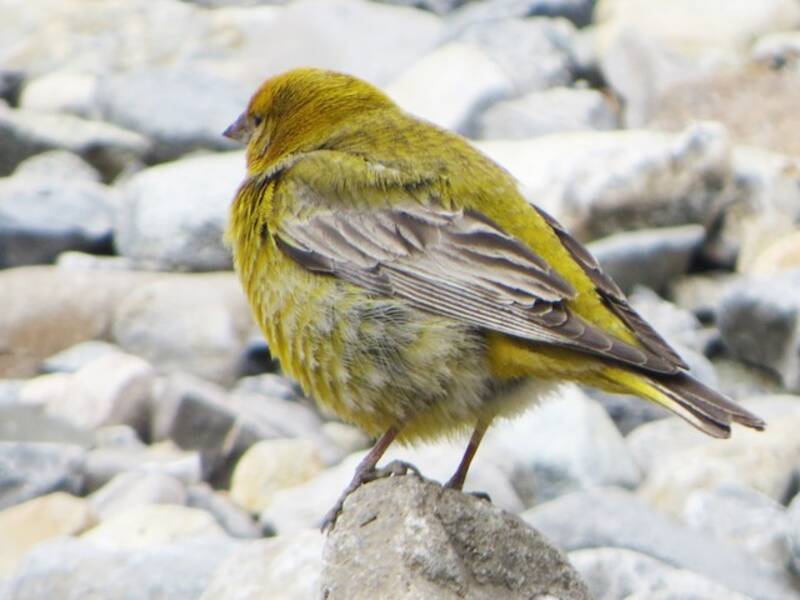 Fringuello giallo maggiore, Foto 2