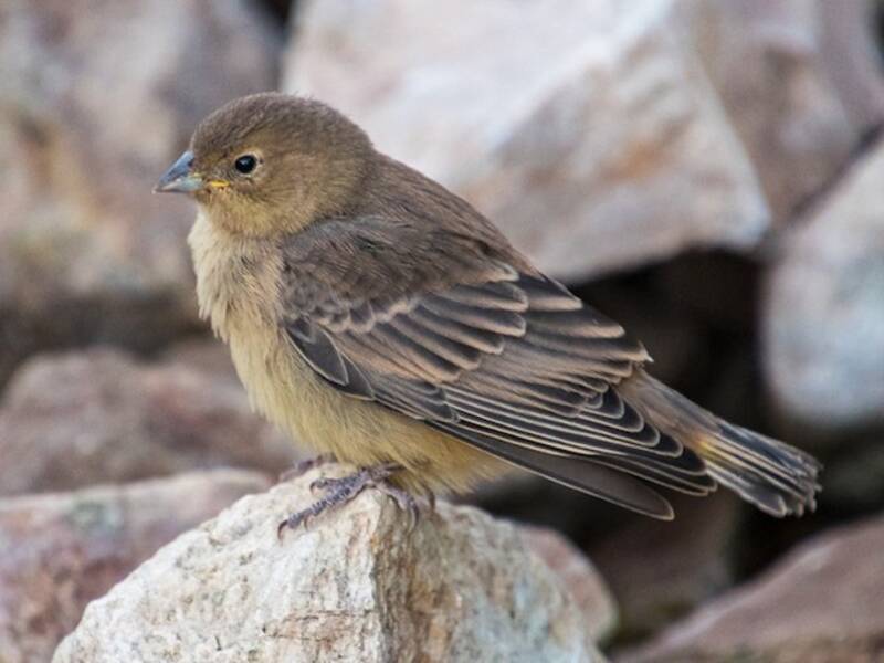 Greater Yellow-Finch