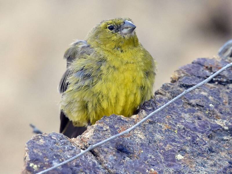 Greenish Yellow-Finch, Photos 4