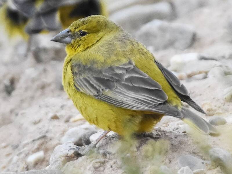 Greenish Yellow-Finch, Photos 3
