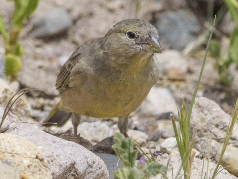Greenish Yellow-Finch, Photos 2