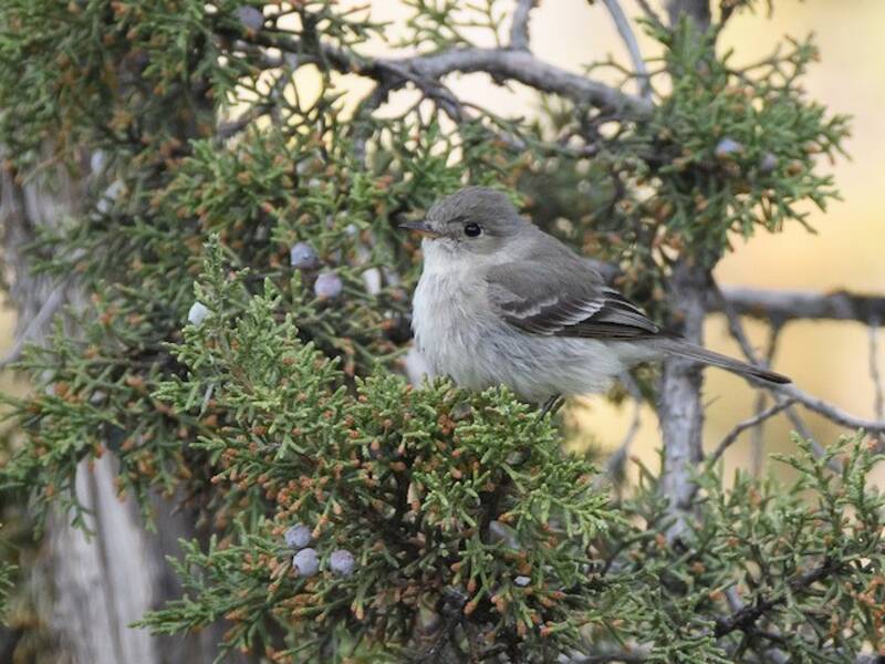 Gray Flycatcher (Empidonax wrightii)