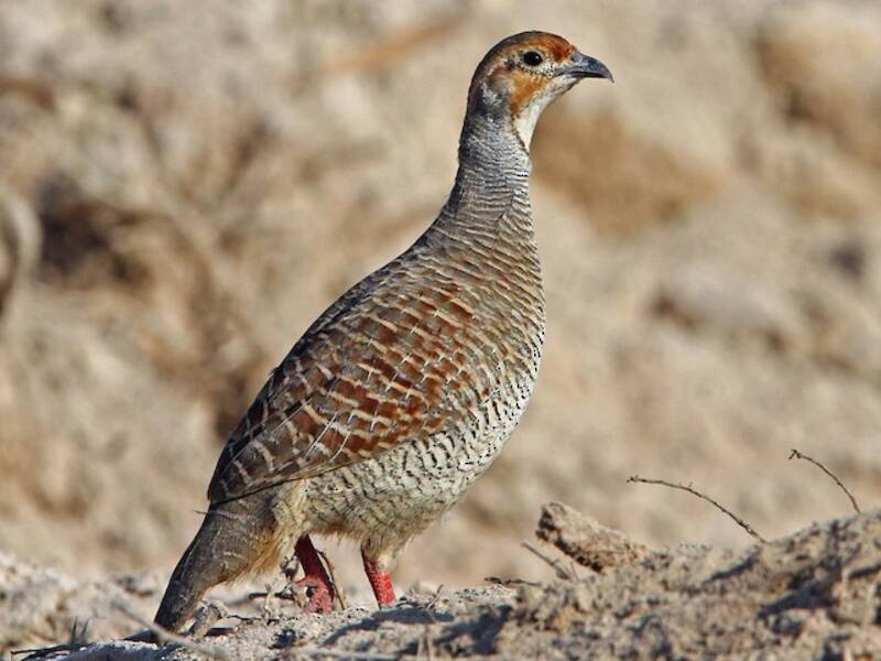 Gray Francolin, Photos 3