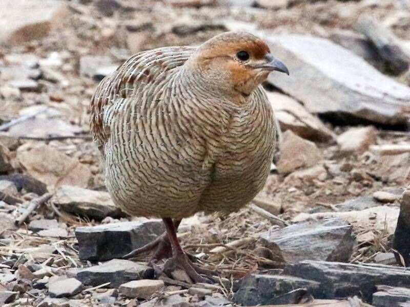 Gray Francolin, Photos 2