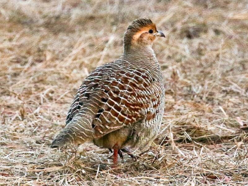 Gray Francolin