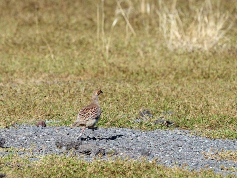 Gray Francolin, Photos 4