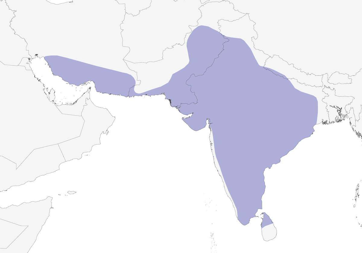 Gray Francolin, Distribution 1