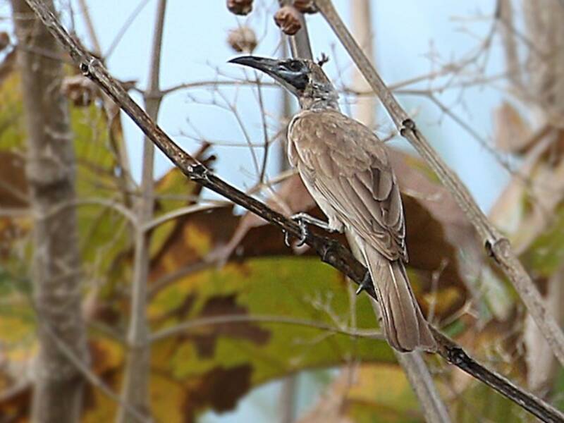 Uccellofrate grigio, Foto 2