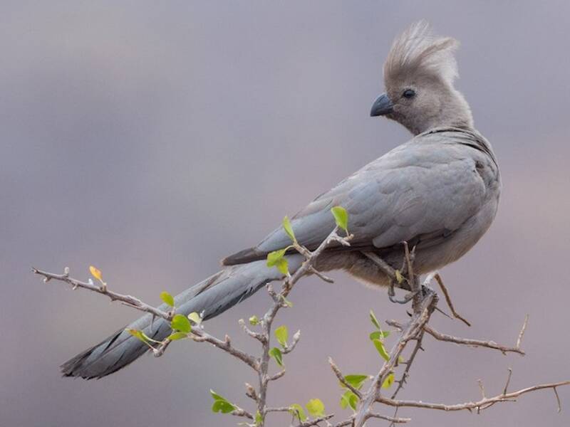 Turaco gris, Fotos 4