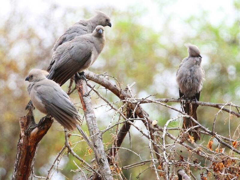 Turaco gris, Fotos 2