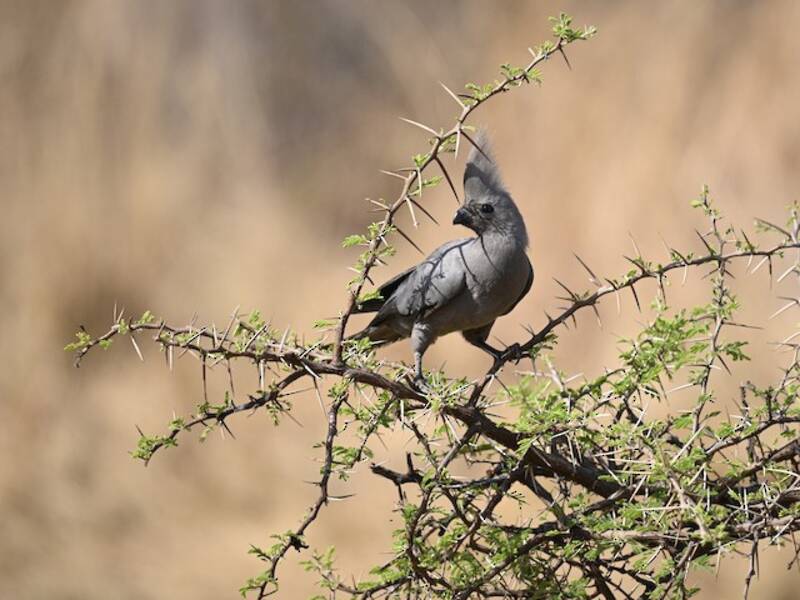 Turaco gris, Fotos 3