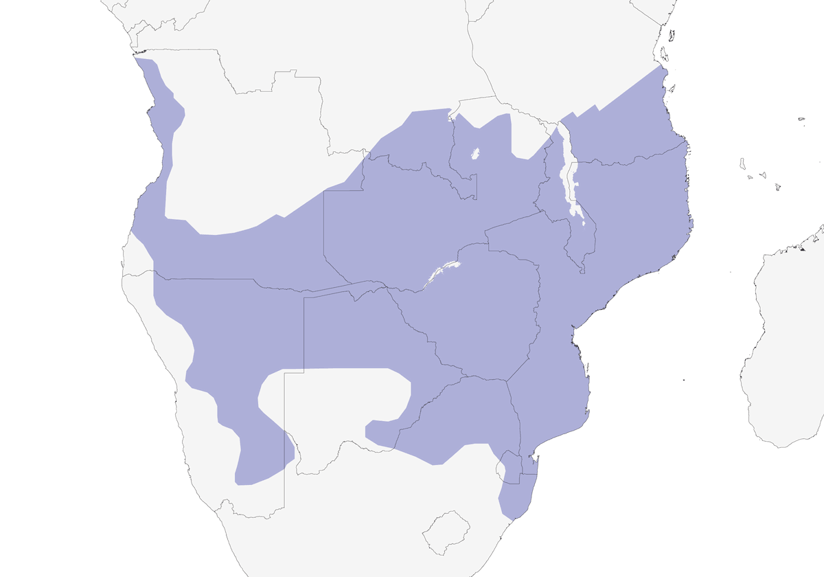 Turaco gris, Distribución 1