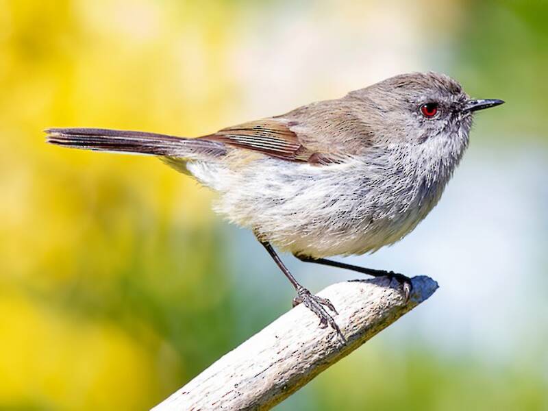 Gray Gerygone, 照片 4